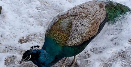 Ein Pfau mit leuchtend blaugrünem Gefieder und verzierten Schwanzfedern, die an ein Meisterwerk Gustavs erinnern, pickt inmitten einer gefrorenen Landschaft auf dem Boden. Die komplizierten Muster seiner Federn kontrastieren mit dem weißen Schnee und heben die lebhaften Farben des Vogels hervor.