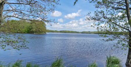 Ein ruhiger See unter einem klaren blauen Himmel mit ein paar dünnen Wolken. Das Wasser ist ruhig und das Ufer des Sankelmarker Sees ist von üppigen grünen Bäumen und hohem Gras gesäumt, was eine wunderschöne Naturkulisse schafft.