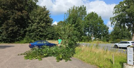 Ein Mann in einem grünen Hemd steht neben einem blauen geparkten Auto auf einem Parkplatz, neben einem umgestürzten Ast. Die Umgebung ist von grünen Bäumen und Grasflächen geprägt, und auf einer angrenzenden Straße fährt ein weißes Auto vorbei. Ein Schild und der bewölkte Himmel werfen Schatten auf den Busch, der nicht sein darf.