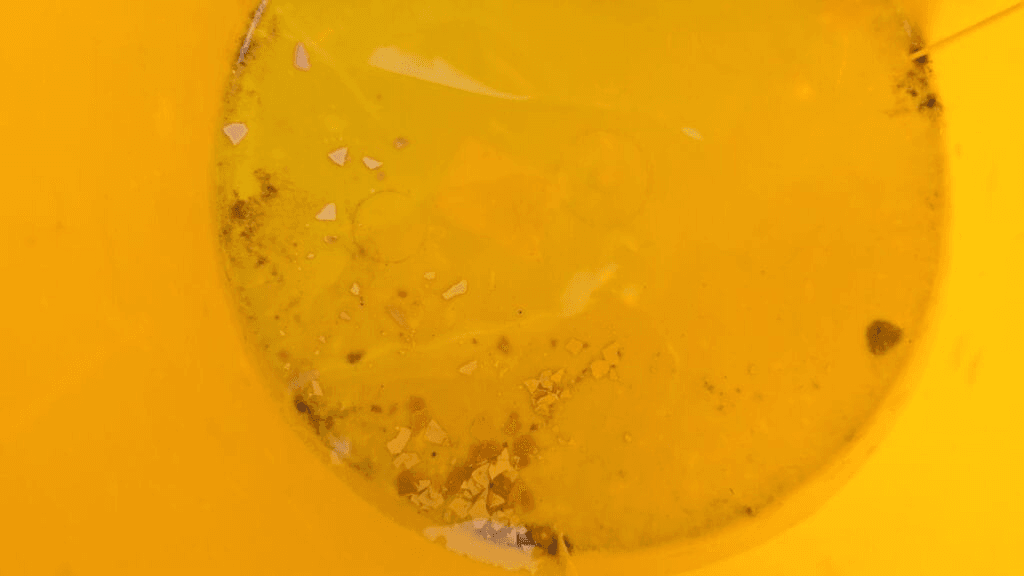 Eierschale im Abflussschlauch